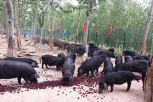  三十年河?xùn)|河西巨變  黑豬復(fù)興刮起“黑旋風(fēng)”