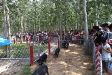 徒河黑豬《爸爸吃啥 生活中的科學》六一歡樂行