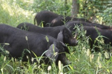 中華豬發(fā)聲，過得不好，誰也吃不到好肉 