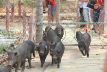 徒河黑豬告訴你什么叫做運動健將，看它如何瘦身的