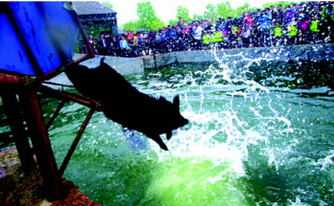 黑豬肉價(jià)格行情