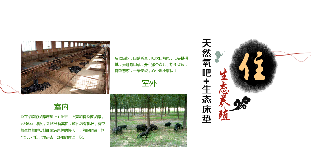 生態(tài)養(yǎng)殖，天然氧吧+生態(tài)床墊